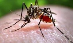 China reports 7,000 cases of chikungunya virus