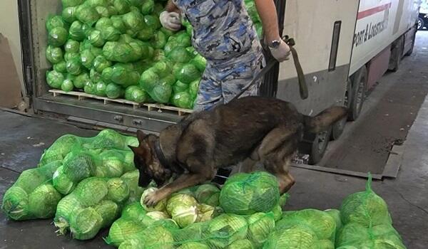 Kələm yükündən külli miqdarda narkotik çıxdı - Foto