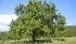 Green Future encourages tree planting initiative