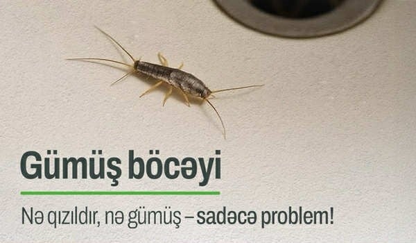 Parıltıya aldanmayın! Pullarınızı itirə bilərsiniz