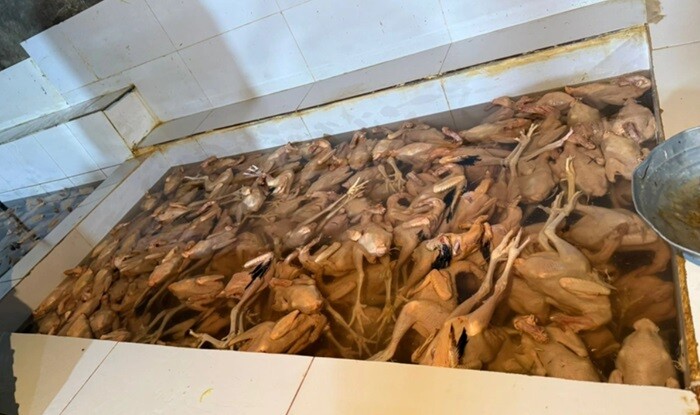 Xırdalanda quş kəsimi sexi bağlandı