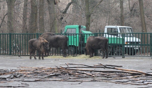 Almaniyadan Azərbaycana 18 zubr yola salındı - Foto