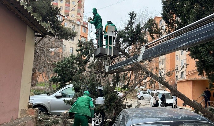 Güclü külək Bakıda 40-a yaxın ağacı sındırdı - Foto