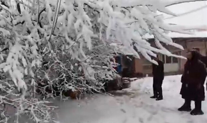 Güclü qar ağacı aşırdı, qadın altında qaldı - Video