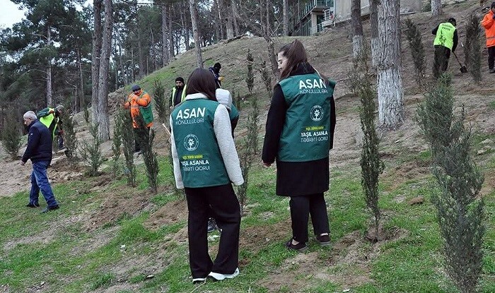 Sumqayıtda genişmiqyaslı ağacəkmə aksiyası keçirildi