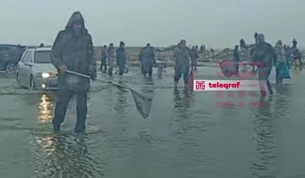 Bakıda göl daşdı, balıqlar ətrafa yayıldı - Foto