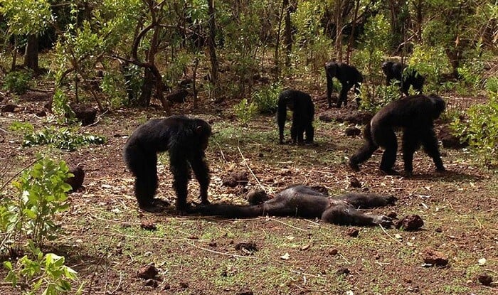 Şimpanzelər arasında “vətəndaş müharibəsi” başladı - Video