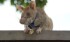 Cambodia honours famous landmine-sniffing rat