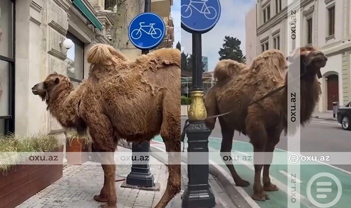Bakının mərkəzində dirəyə bağlanmış dəvə - Video
