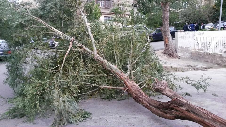 Külək Bakıda "ağac qırğını"na səbəb olmaqda davam edir - Foto