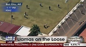 ABŞ mediası lamaların arxasınca düşdü - Video