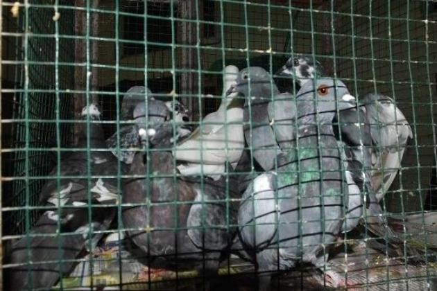 Göyərçin oğurladı, həbs olundu