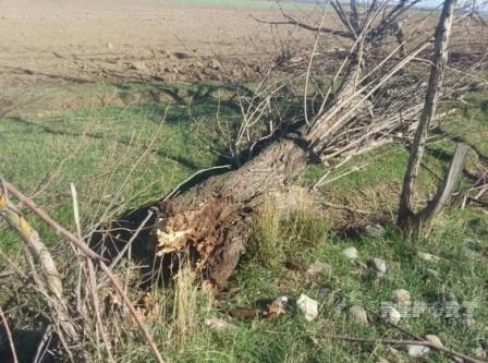 Güclü külək Tərtərdə ciddi fəsadlar törətdi – Foto