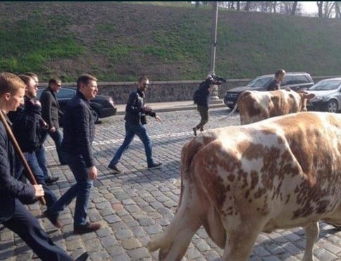Ukraynalı siyasətçi inəklərlə mitinq etdi – Foto
