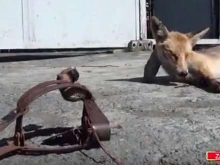 Tülkü kəndə hücum etdi – Video