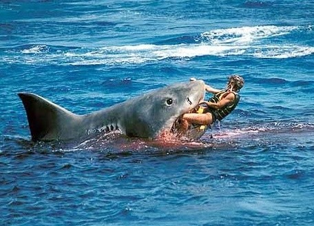 Nəhəng akula 60 yaşlı qadını yedi