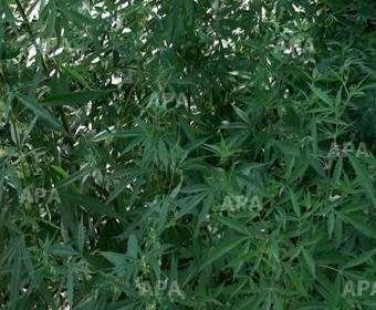 Çətənə əkdilər, "bəhrəsini" gördülər