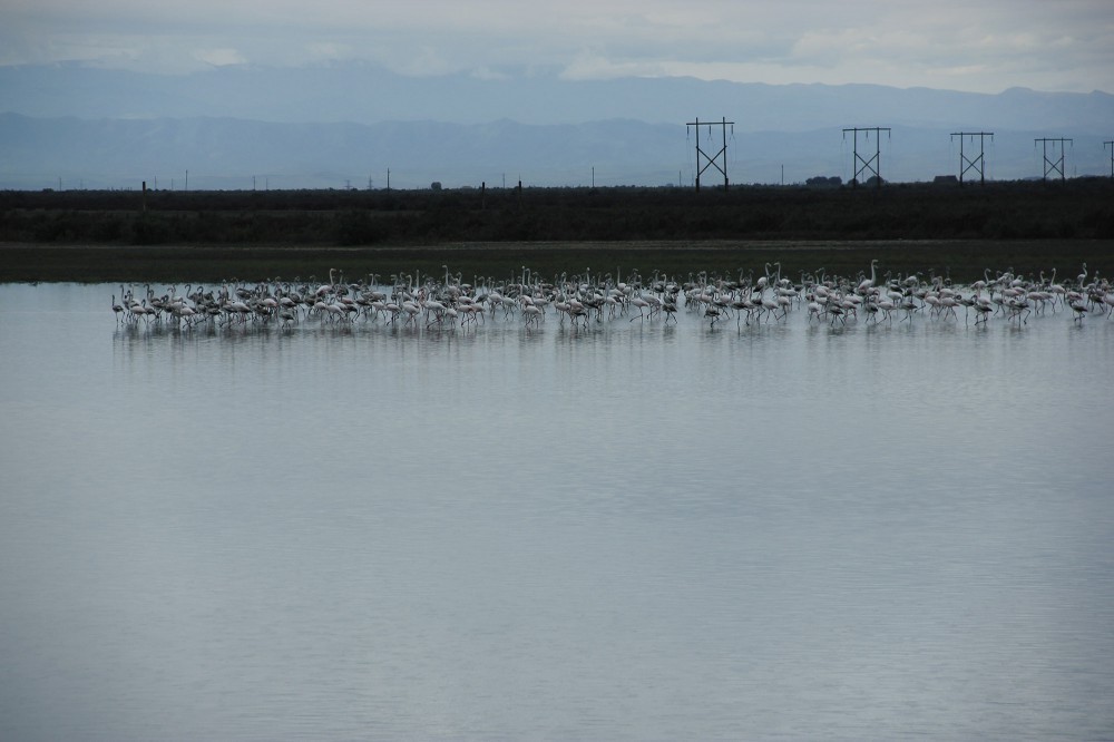 Flaminqolar Biləsuvarda - Foto