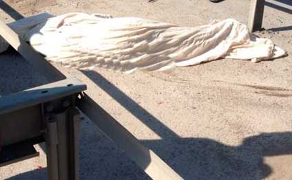 Türkiyəli sürücünün öldürdüyü şəxsin kimliyi məlum oldu