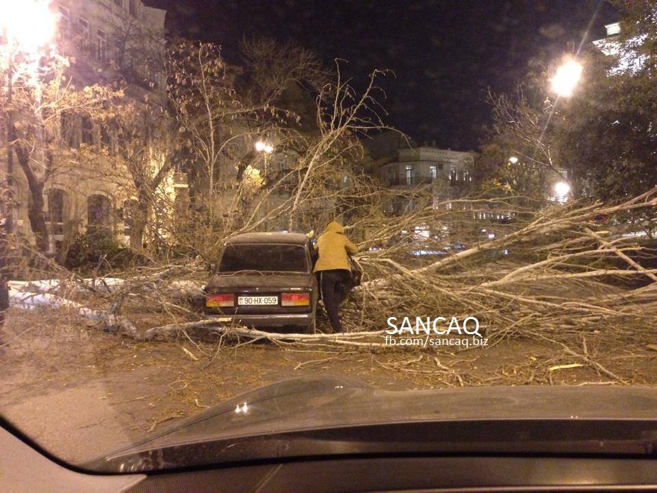 Ağac maşının üstünə aşdı