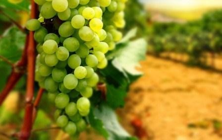 Grape harvest started in Tovuz
