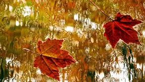 Day of onset of autumn in Azerbaijan declared